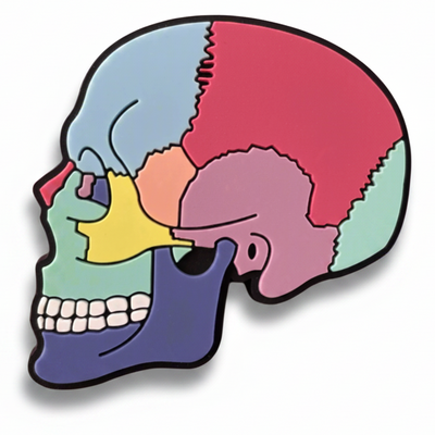 Textbook Anatomy Skull - PVC Swappable Badge Design TOP