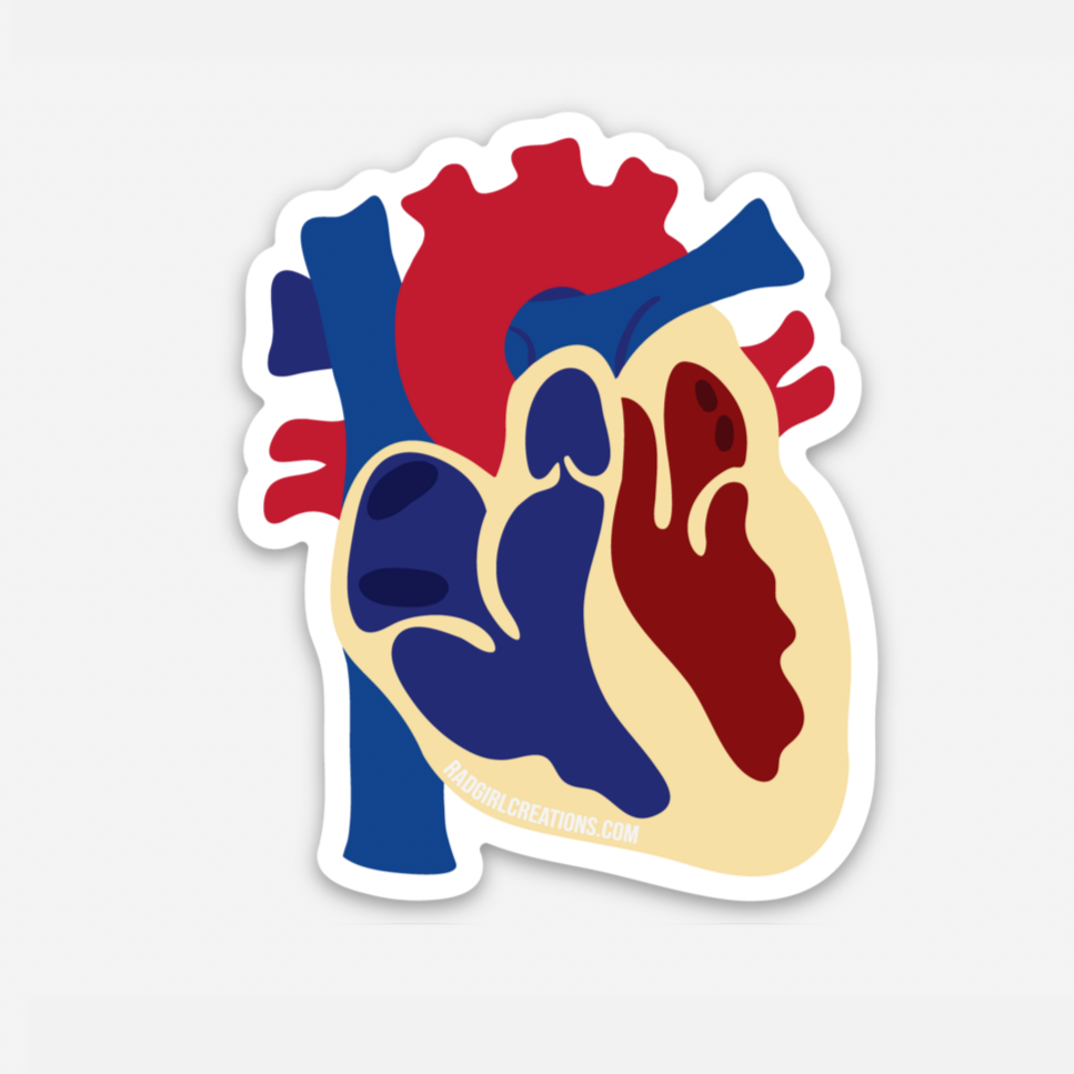 Anatomical Heart Decal