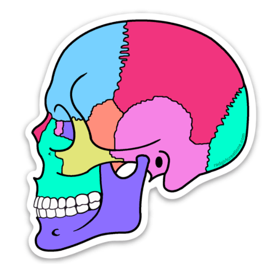 Textbook Anatomy Skull Decal - Rad Girl Creations